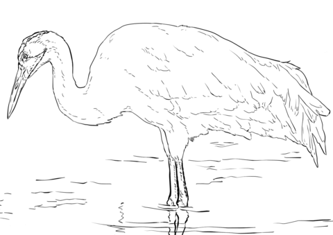 Whooping Crane Coloring Page